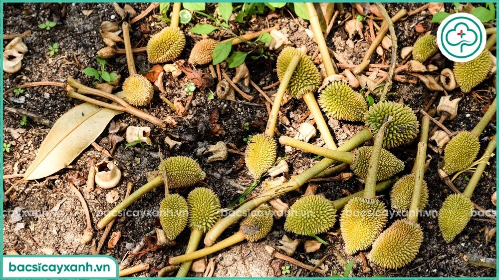 Nguyên nhân sầu riêng bị rụng trái non